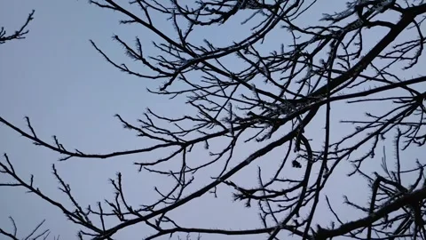 Frost covered bare tree branches against overcast winter sky, panning Vídeo Stock 347972614