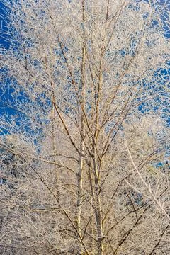 Frost covered bare tree in Stowe Vermont USA Stock Photos