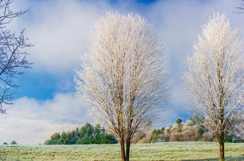 Frost covered bare tree in Stowe Vermont USA Stock Photos