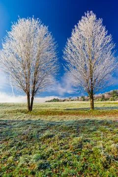 Frost covered bare tree in Stowe Vermont USA Stock Photos