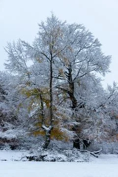 A frost-covered beech tree rises against a soft grey winter sky. Stock Photos