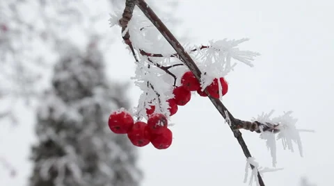 Frost covered berries Video stock 60611289