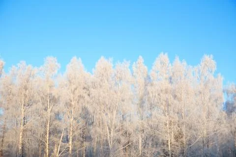 Frost covered birch tree against blue sky Stock-Fotos