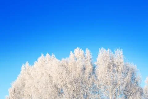 Frost covered birch tree against blue sky Stock Photos