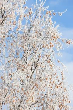 Frost covered birch tree Stock Photos