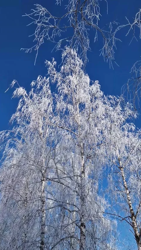 Frost-covered birch trees stand tall against a vivid, deep blue sky in a stunnin Stock Footage 334613975