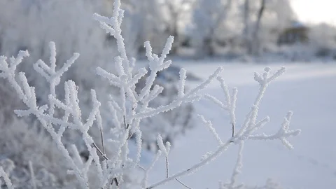 Frost-covered branch of a bush Stock Footage 100944978