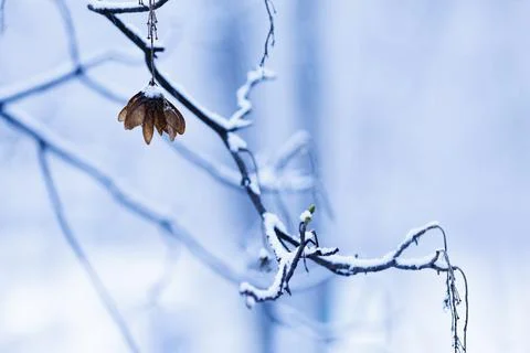 Frost-covered branch with dried leaf after first snowfall. Foto stock