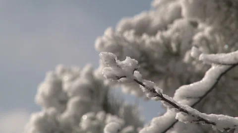 Frost covered branch gently moves. Video stock 38053647