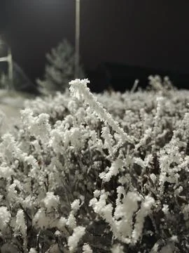 Frost-Covered Branches in a Chilly Winter Night Фото
