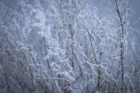 Frost-Covered Branches Create Soft Texture in Minimal Blue-Toned Winter Scene Stock Photos