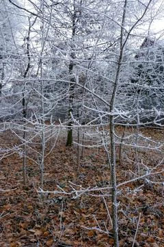 Frost-covered branches in a forest, with brown leaves covering the ground Stock Photos