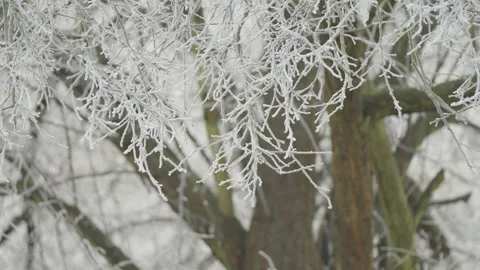 Frost-Covered Branches Forming Delicate Winter Patterns in a Soft, Cold Morning Stock Footage 322726275