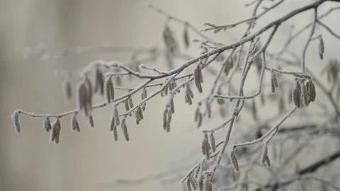 Frost-Covered Branches Forming Delicate Winter Patterns in a Soft, Cold Morning Stock Footage 322727536