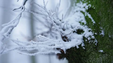 Frost Covered Branches on Green Tree Trunk – Winter Macro Background 스톡 동영상 331144640