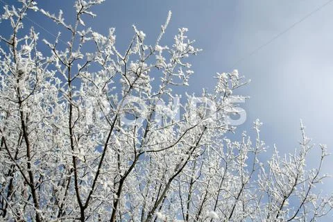Frost covered branches Stock Photos
