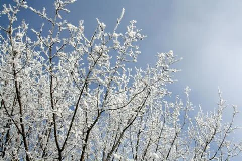Frost covered branches Stock Photos