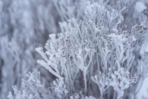 Frost-covered branches Stock Photos