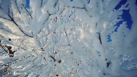 Frost-covered branches sparkle under clear blue sky in winter wonderland Stock Footage 303799499