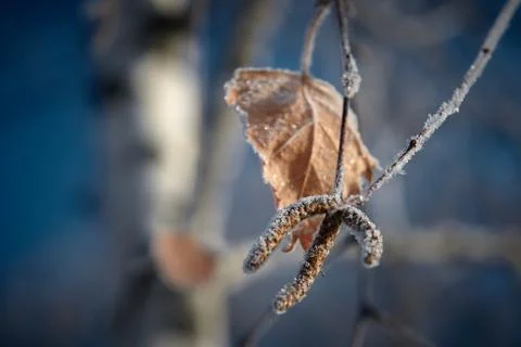 Frost covered branches in the sunlight close up Stock Photos