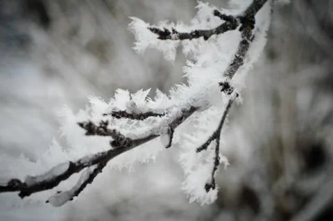 Frost covered branches in the sunlight close up Stock Photos