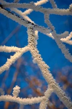 Frost covered branches in the sunlight close up Stock Photos