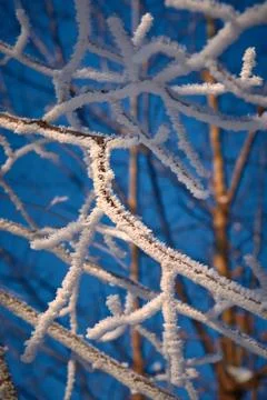 Frost covered branches in the sunlight close up Stock Photos