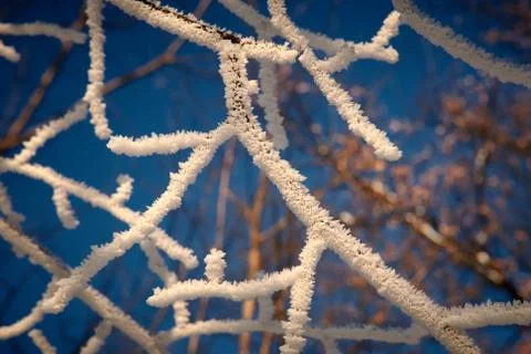 Frost covered branches in the sunlight close up Stock Photos