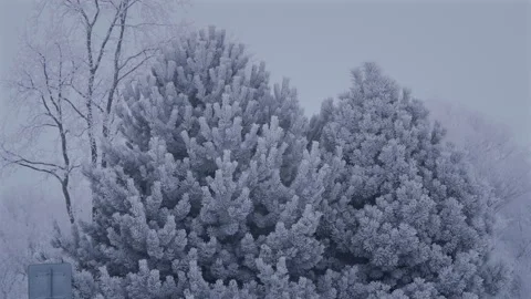Frost Covered Conifer Trees Winter Fog Hoarfrost Stock Footage 326150311