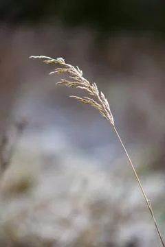 Frost covered dry grass stem. Stock Photos