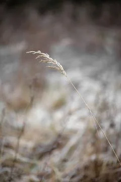 Frost covered dry grass stem. Stock Photos