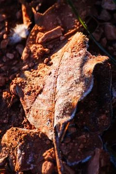 Frost Covered Dry Leaf on Soil in Alhambra Stock Photos