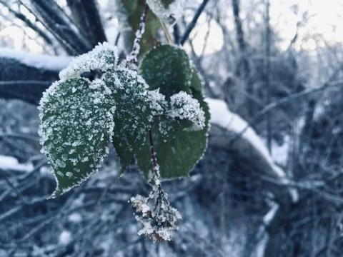 Frost covered dry leaf on tree branch Stock Photos