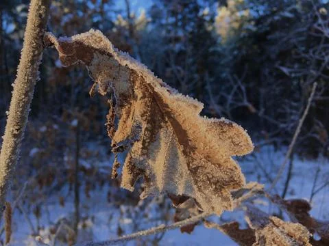 Frost covered dry leaf on tree branch Stock Photos