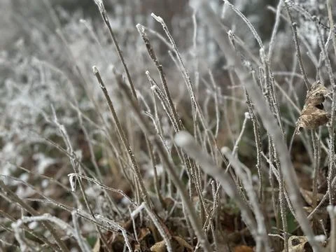 Frost-Covered Dry Stems in a Winter Meadow Stock Photos