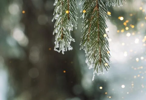 Frost-covered fir branches with glowing golden bokeh, magical Christmas Stock Photos