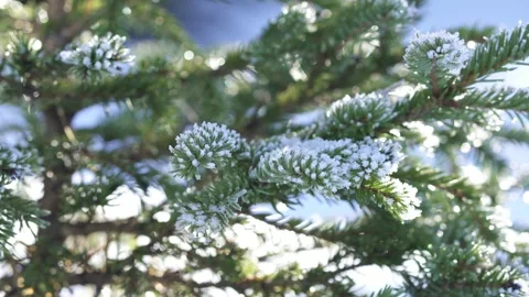 Frost-covered fir trees in winter forest Stock Footage 323969724