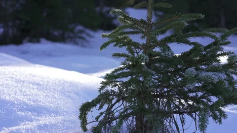 Frost-covered fir trees in winter forest Stock Footage 323969800
