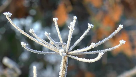 Frost Covered Flower Video stock 102714453
