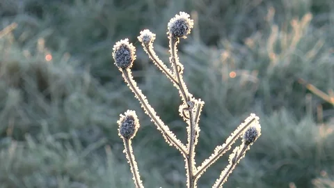 Frost Covered Flower Stock Footage 102714483