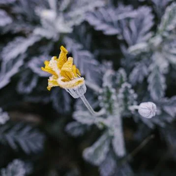 Frost covered flower Stock Photos