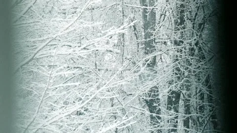 Frost Covered Forest with Falling Snow Seen Through Curtain in Winter Stock Footage 337135692