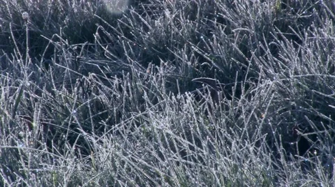Frost Covered Grass 2 Stock-Footage 12503652