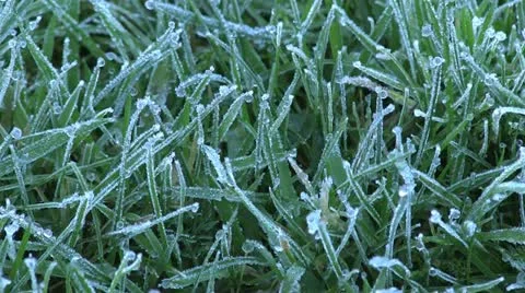 Frost covered grass on a cold autumn morning Stock-Footage 12324371