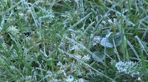 Frost covered grass on a cold autumn morning Stock Footage 12324716