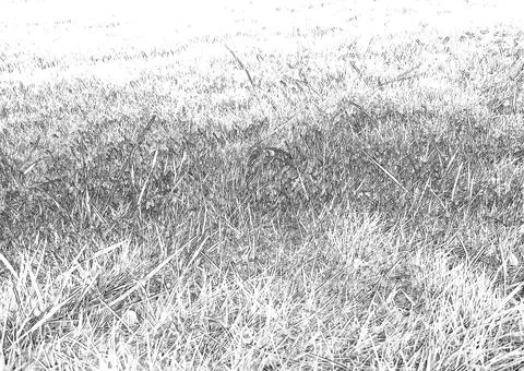 Frost-covered grass field texture with icy sparkle Illustrazione stock