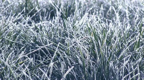 Frost Covered Grass Video stock 12503638