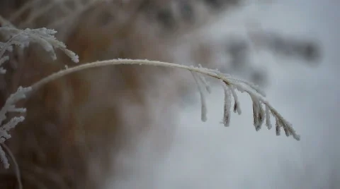 Frost Covered Grass Stock Footage 43349355