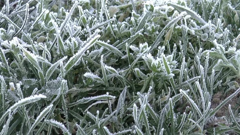 Frost Covered Grass Stock Footage 102172274
