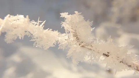 Frost-Covered Grass Sparkling Like Crystals After a Freezing Night Stock Footage 293944656